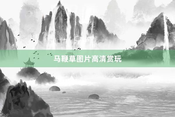 马鞭草图片高清赏玩